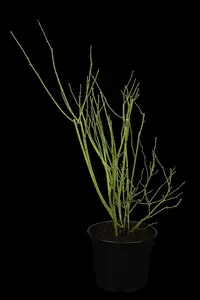 Pleniflora - afbeelding 2