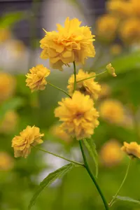 Pleniflora - afbeelding 3