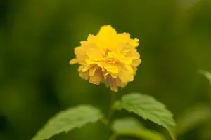 Pleniflora - afbeelding 4