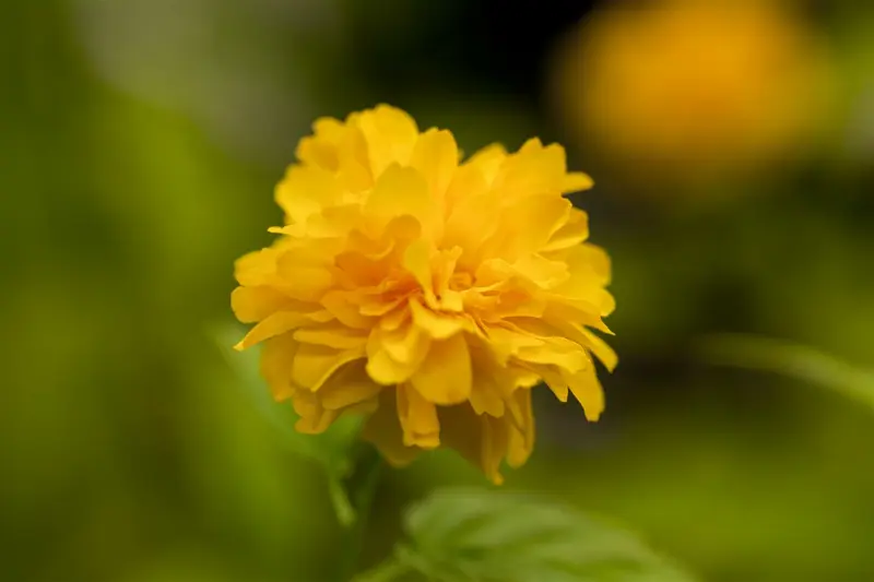 Pleniflora - afbeelding 5