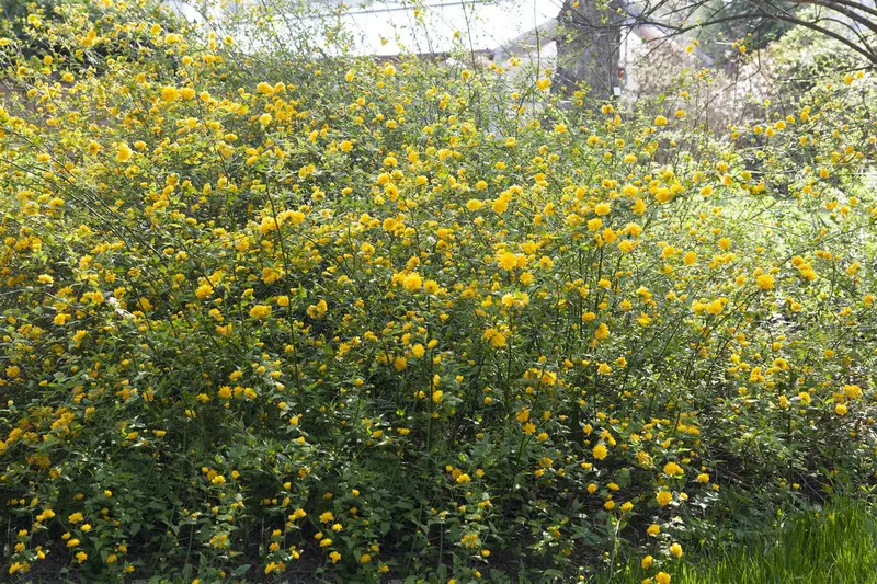 japonica - afbeelding 2