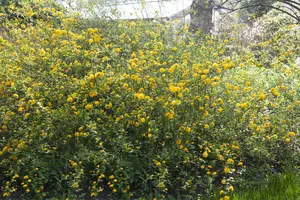 japonica - afbeelding 2