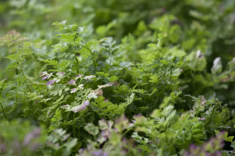 kervel gekrulde - afbeelding 2