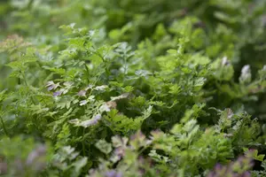 kervel gekrulde - afbeelding 2