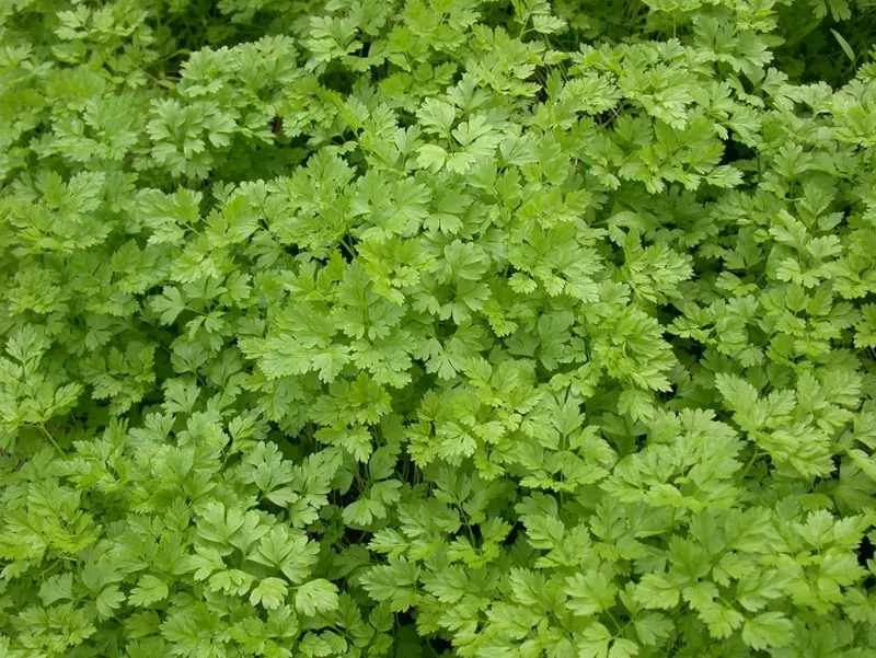 kervel gekrulde - afbeelding 3