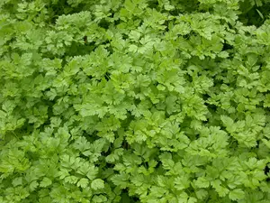 kervel gekrulde - afbeelding 3