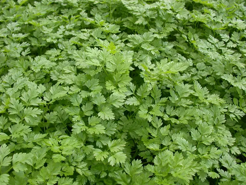 kervel gekrulde - afbeelding 4