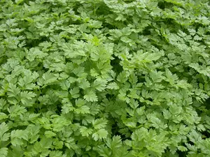 kervel gekrulde - afbeelding 4