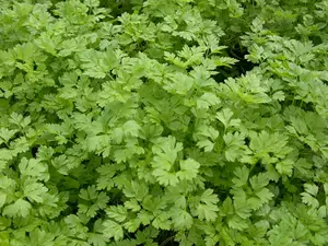 kervel gekrulde - afbeelding 5