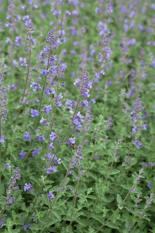 nepeta faas. 'kit cat' P9
