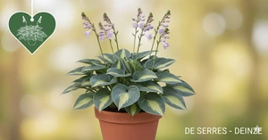 Hosta 'Kiwi Full Monty' C3