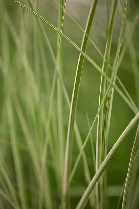 miscanthus sin. 'kleine silberspinne' P9 - afbeelding 2