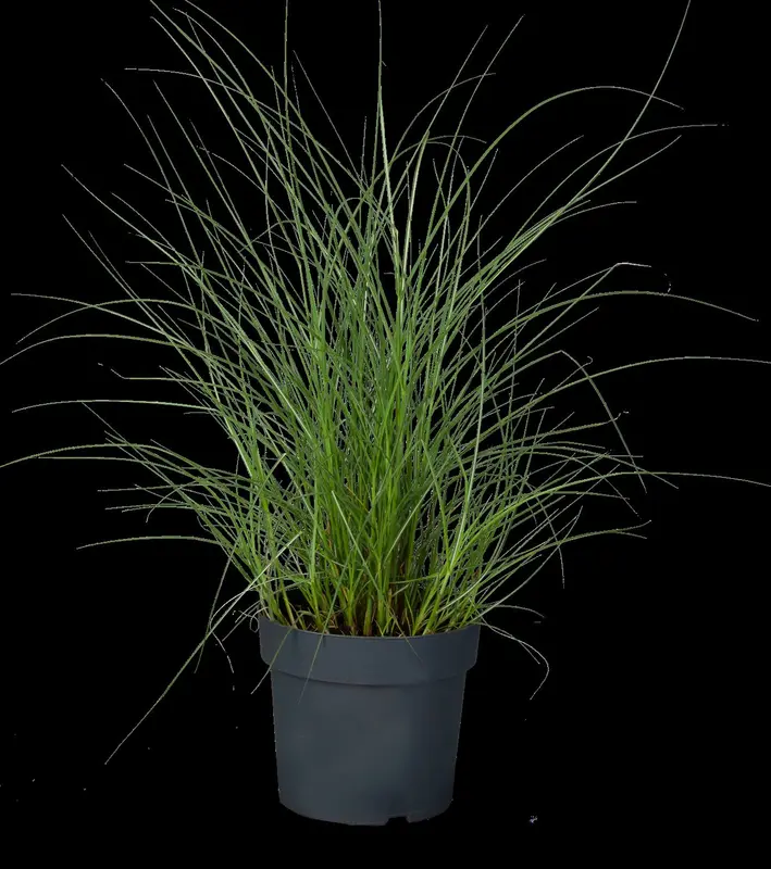 miscanthus sin. 'kleine silberspinne' P9 - afbeelding 5