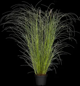 miscanthus sin. 'kleine silberspinne' P9 - afbeelding 3