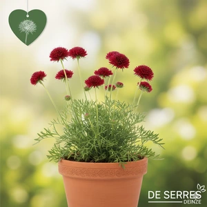 Knautia macedonica 'Mars Midget' P9