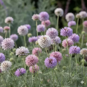 Knautia mac. 'Melton Pastels' P9