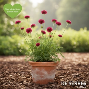 Knautia macedonica P9