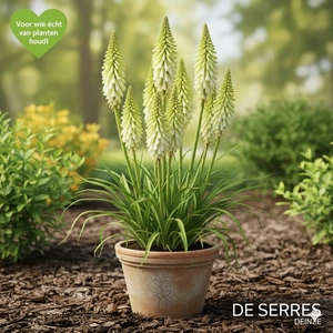 Kniphofia uvaria 'Green Jade' P9