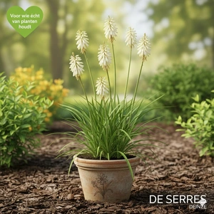 Kniphofia uvaria 'Little Maid' P9