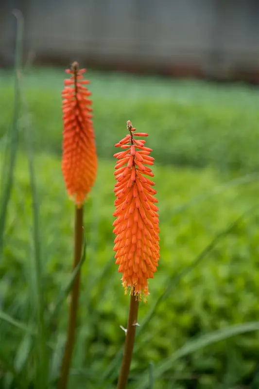 Kniphofia hybr. 'Moonstone' P9 - afbeelding 2