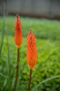 Kniphofia hybr. 'Moonstone' P9 - afbeelding 2