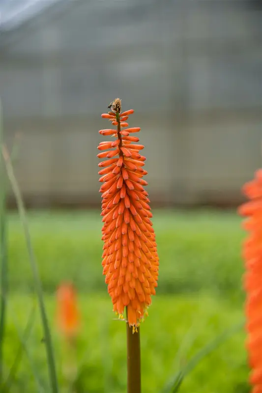 Kniphofia hybr. 'Moonstone' P9 - afbeelding 5