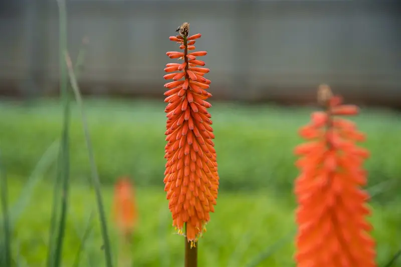 Kniphofia hybr. 'Moonstone' P9 - afbeelding 3