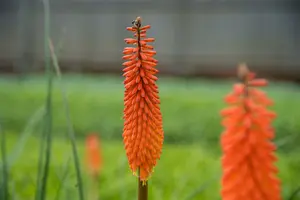 Kniphofia hybr. 'Moonstone' P9 - afbeelding 3