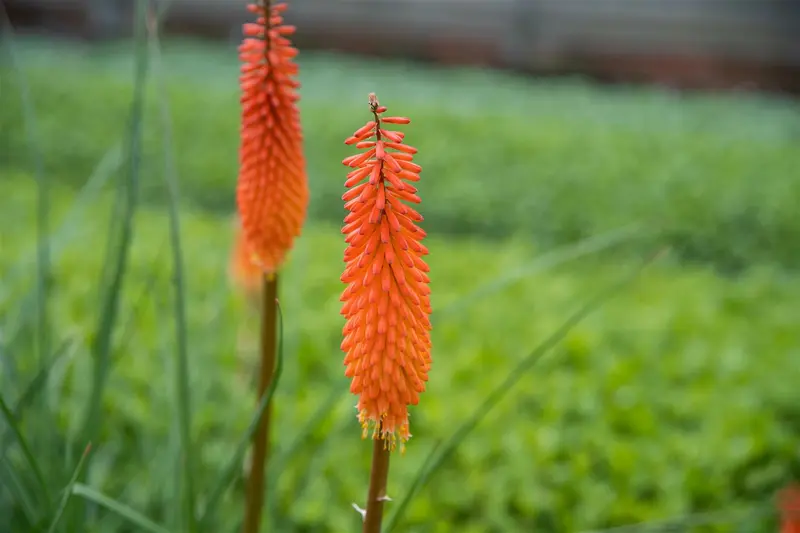 Kniphofia hybr. 'Moonstone' P9 - afbeelding 4