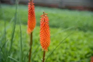 Kniphofia hybr. 'Moonstone' P9 - afbeelding 4
