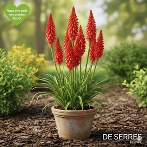 Kniphofia uvaria 'Nancy´s Red' P9