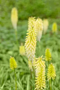 Kniphofia hybr. 'Pinapple Popsicle'® P9 - afbeelding 2