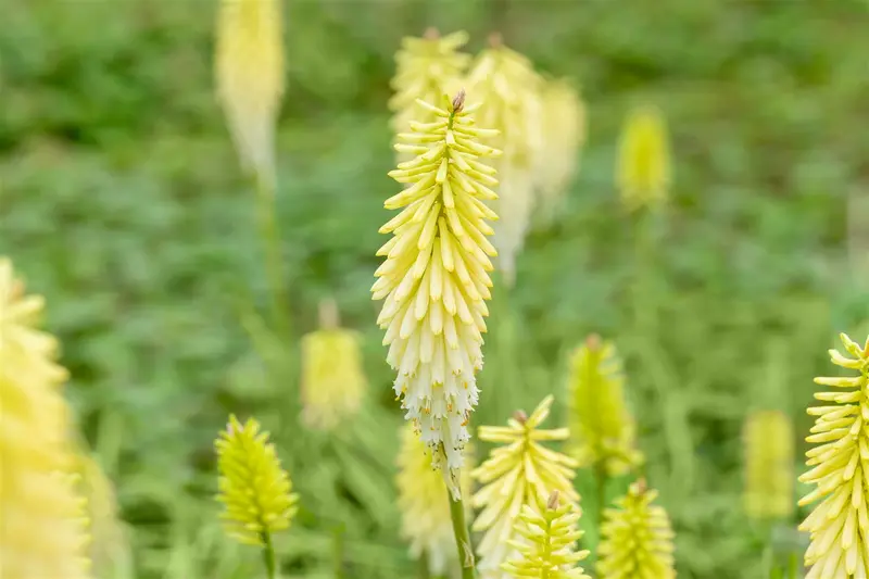 Kniphofia hybr. 'Pinapple Popsicle'® P9 - afbeelding 1