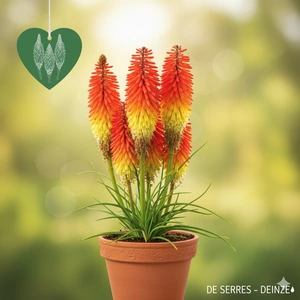 Kniphofia hybr. 'Royal Standard' P9