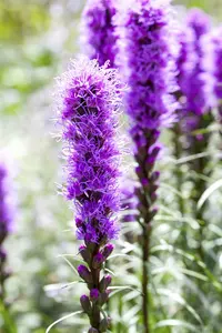 liatris spic. 'kobold' P9 - afbeelding 5