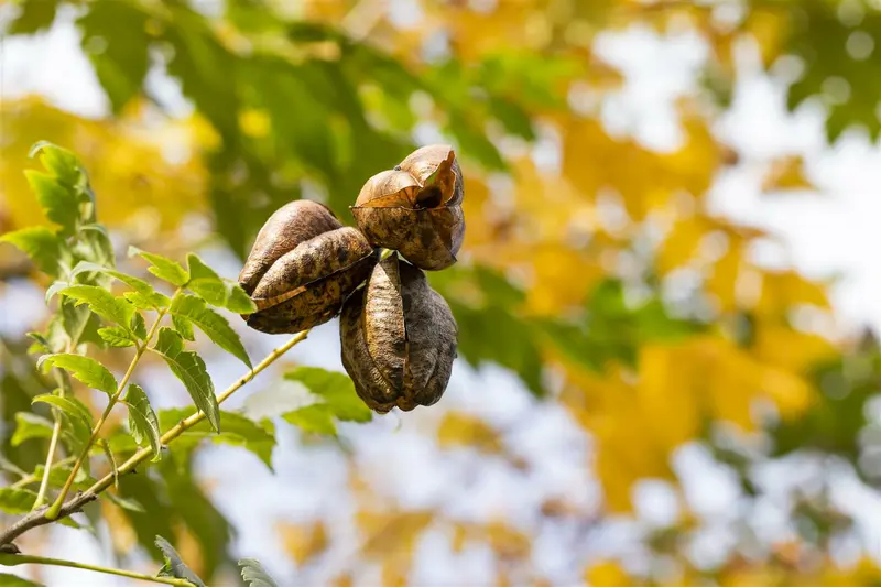 Koelreuteria pan. 'Fastigiata' 14/16 HO C - afbeelding 1