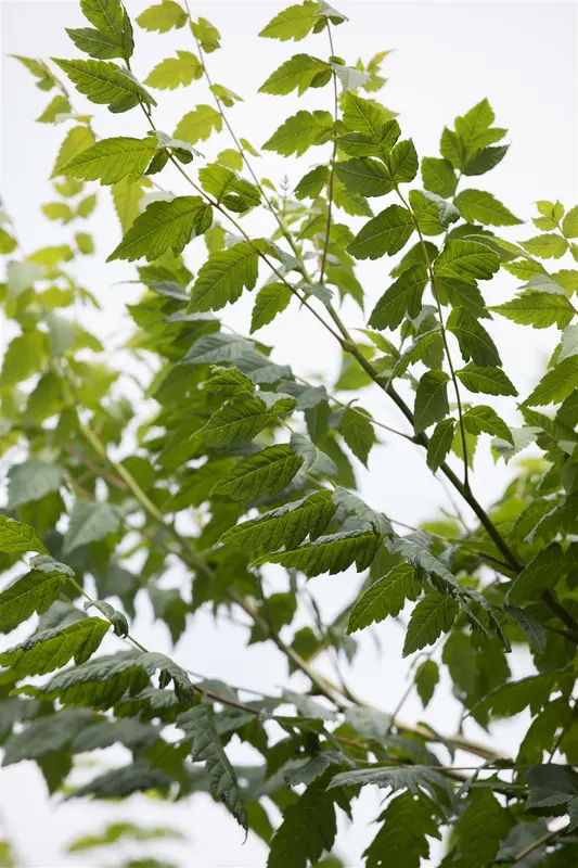 koelreuteria paniculata 18/20 - afbeelding 3