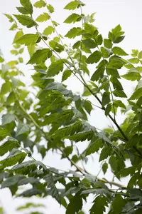 koelreuteria paniculata 18/20 - afbeelding 3