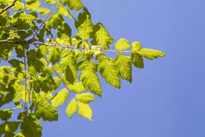 koelreuteria paniculata 18/20 - afbeelding 5