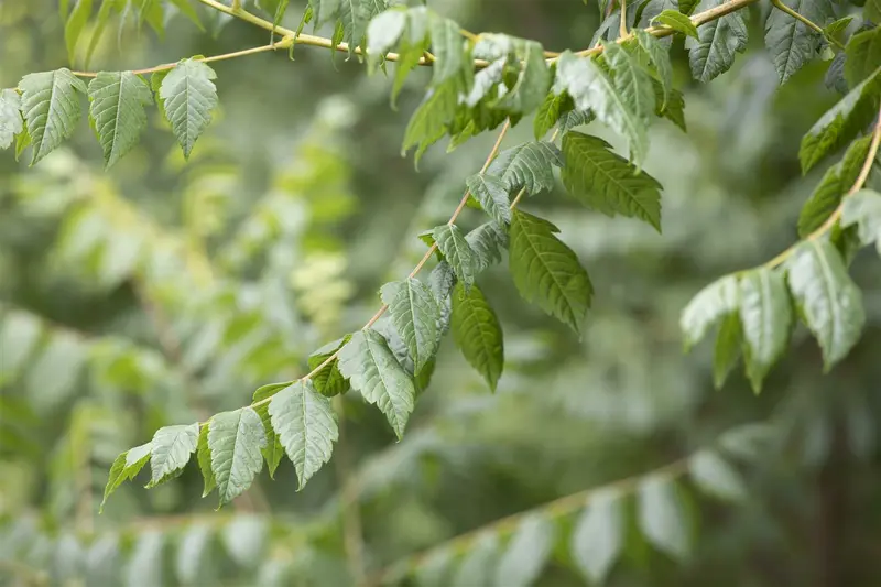 koelreuteria paniculata 18/20 - afbeelding 2