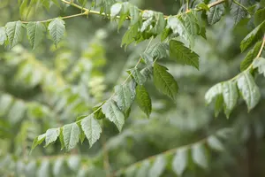 koelreuteria paniculata 18/20 - afbeelding 2