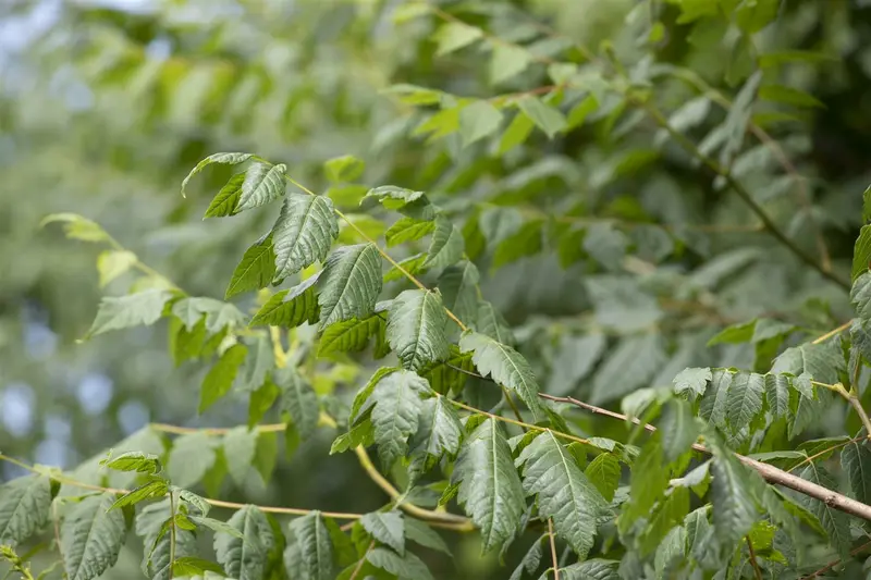 koelreuteria paniculata 18/20 - afbeelding 4