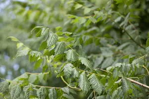 koelreuteria paniculata 18/20 - afbeelding 4
