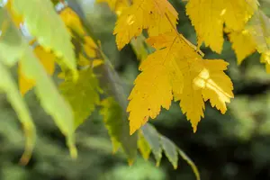 koelreuteria paniculata 18/20 - afbeelding 5