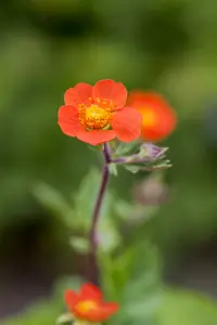geum cocc. 'koi' P9 - afbeelding 2