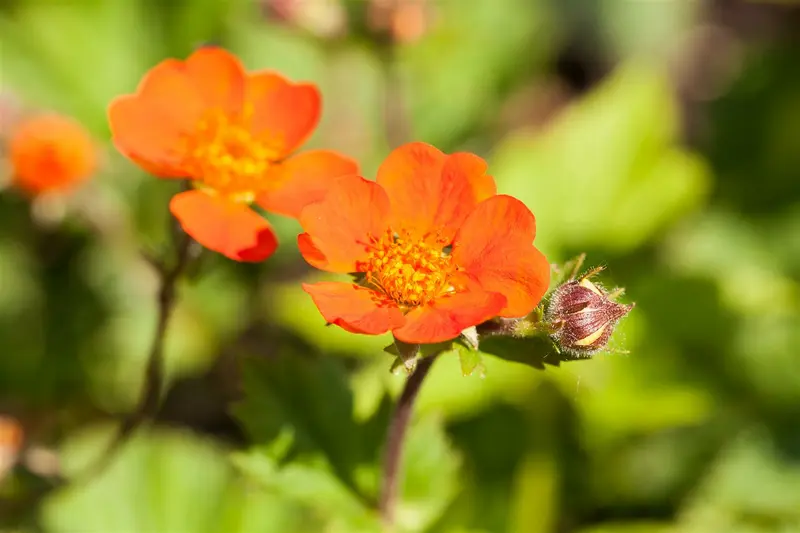 geum cocc. 'koi' P9 - afbeelding 3