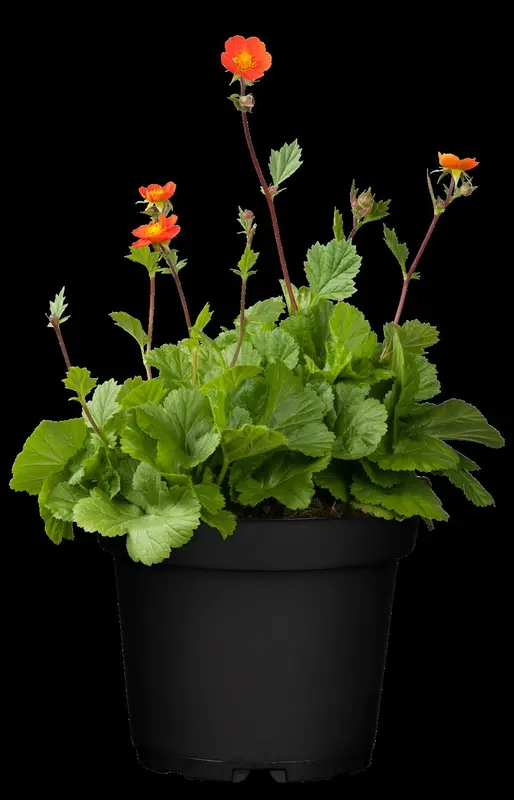 geum cocc. 'koi' P9 - afbeelding 1