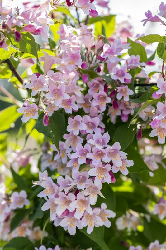 kolkwitzia amabilis (150-175 cm) - afbeelding 4