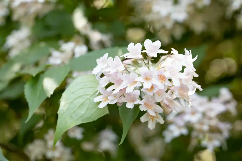kolkwitzia amabilis (150-175 cm) - afbeelding 2