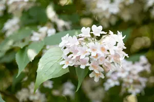 kolkwitzia amabilis (150-175 cm) - afbeelding 2